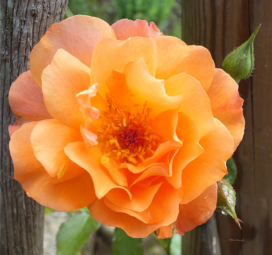 Lovely Orange Rose Photograph by Duane McCullough