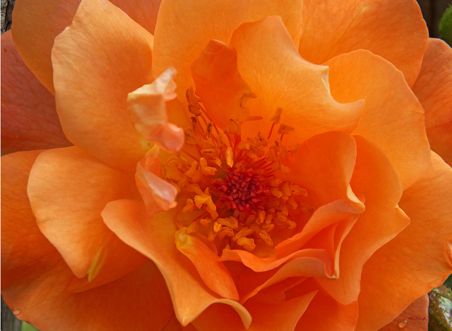 Lovely Orange Rose Upclose Photograph by Duane McCullough