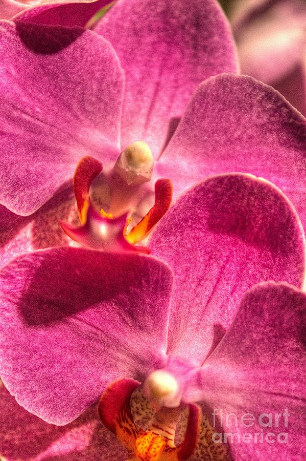 Flower Photograph - Lovely Orchid by Ines Bolasini