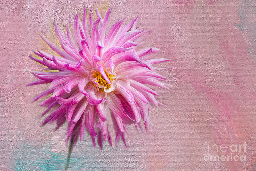 Lovely Pink Dahlia Photograph by Norma Warden