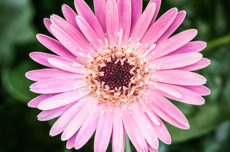 Lovely Pink Flower Photograph by Don Johnson