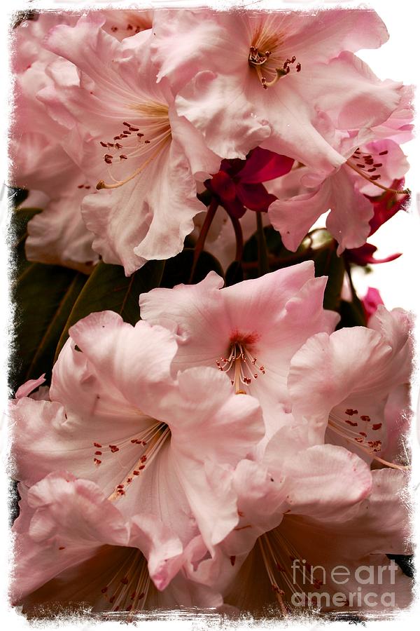 Lovely Pink Rhododendrons with Border Photograph by Carol Groenen