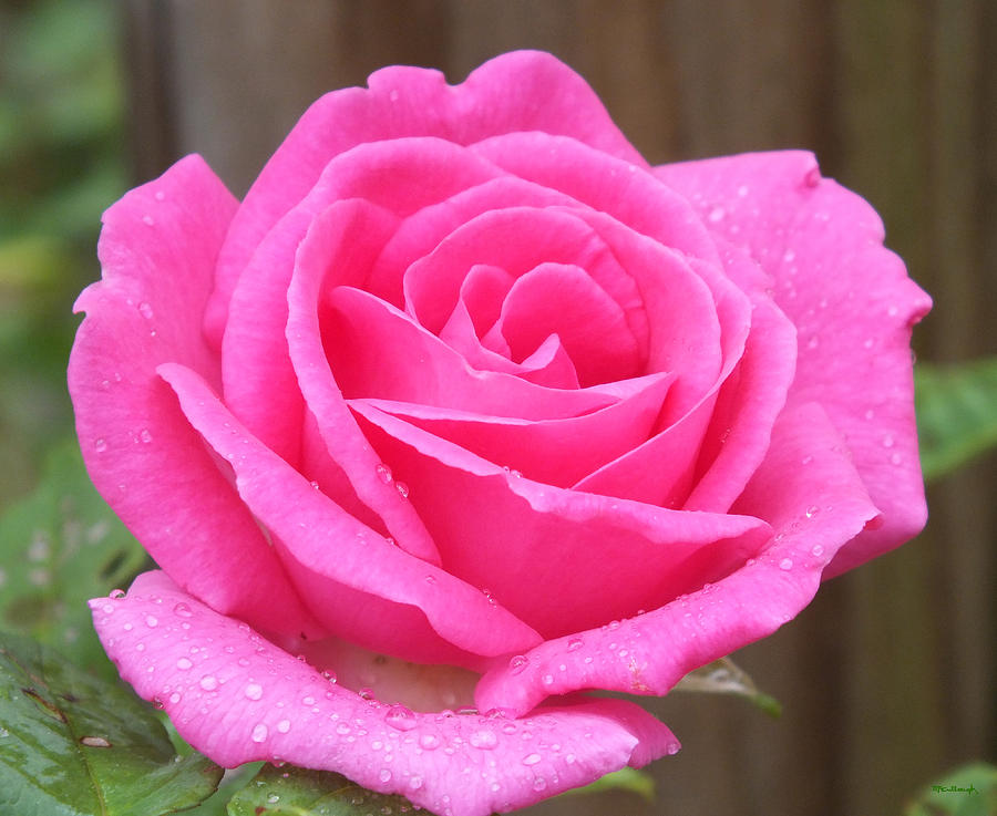 Lovely Pink Rose Photograph by Duane McCullough