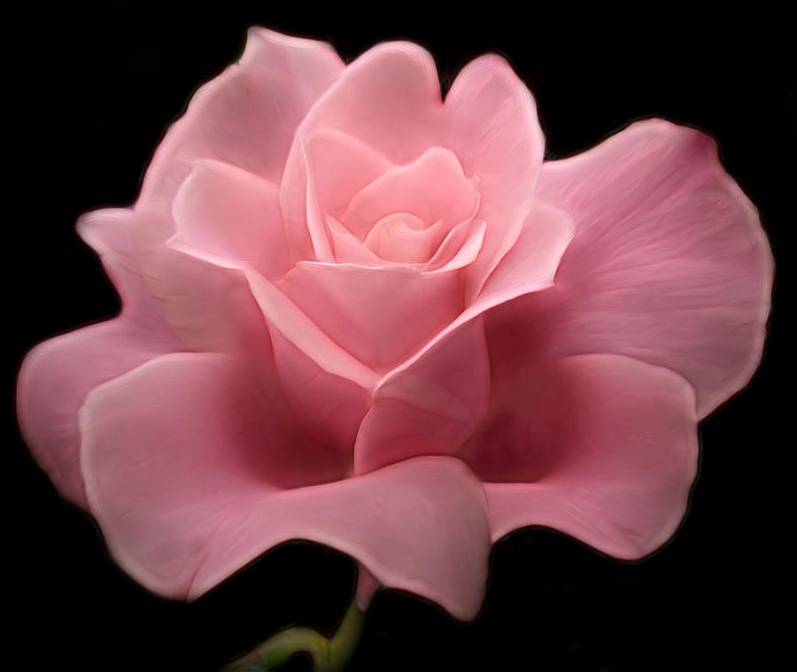 Lovely Pink Rose Digital Art by Nina Bradica