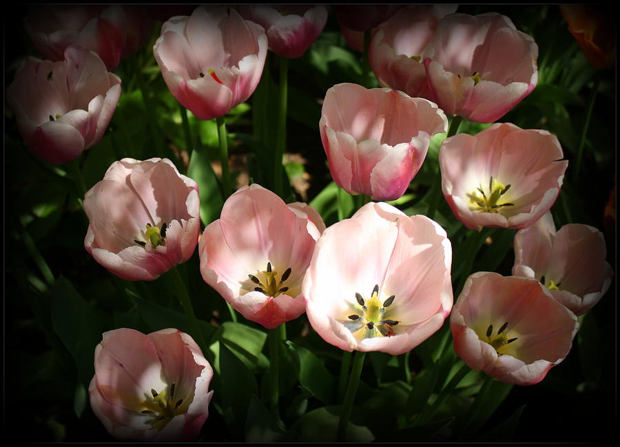 Tulips Lovely In Pink Photograph By Dora Sofia Caputo Pixels 3434