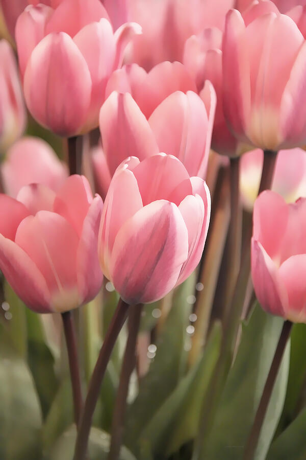 Spring Photograph - Lovely Pink Tulips in the Spring Garden by Jennie Marie Schell