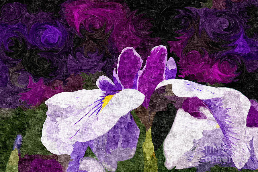 Lovely Purple and White Iris Flower in Early Summer Digital Art by Beverly Claire Kaiya