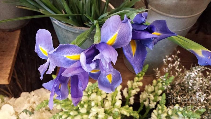 Lovely Purple Irises Photograph by Charlotte Gray