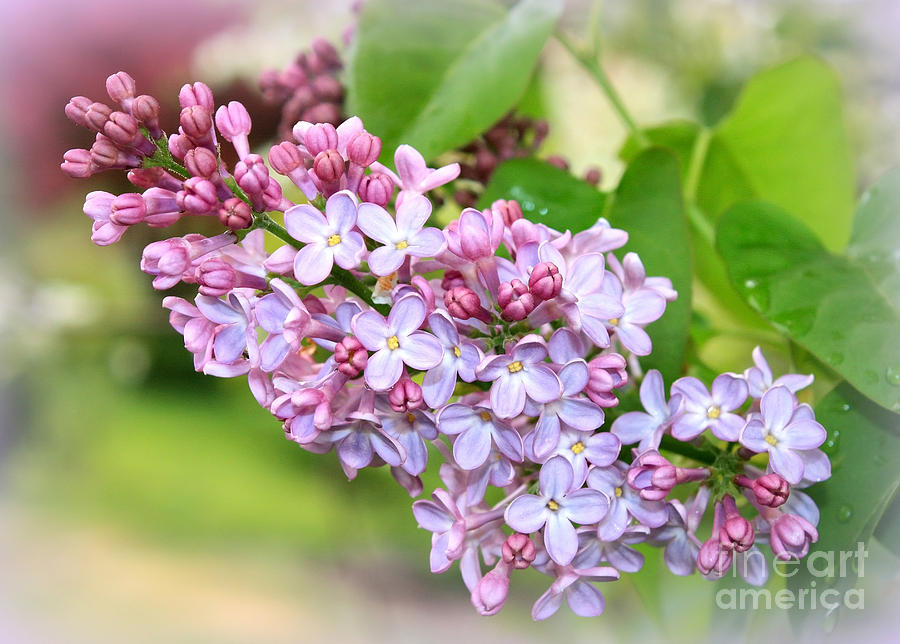 Lovely Purple Lilacs Photograph by Carol Groenen