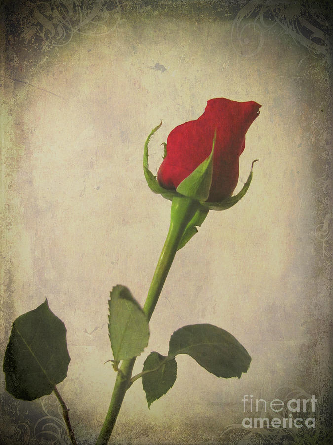 Lovely Red Rose Bud Flower Textured And Framed Photograph