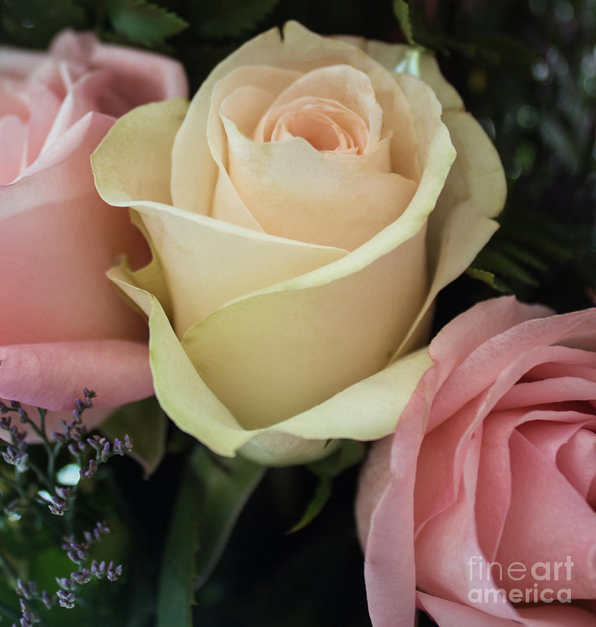 Lovely Rose Photograph by Arlene Carmel