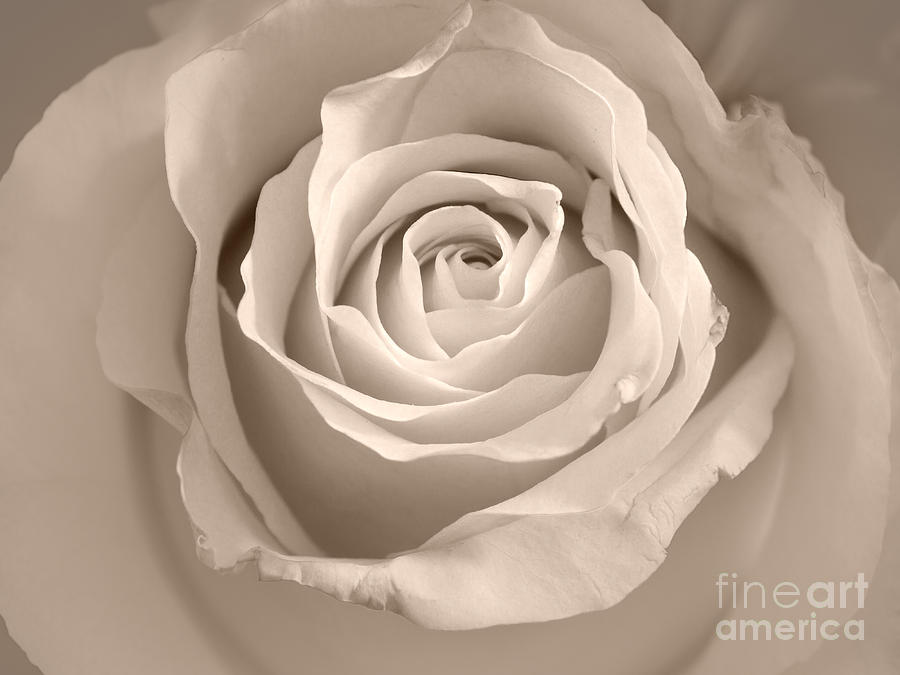 Rose Photograph - Lovely Rose by Lutz Baar