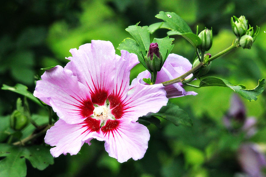 Lovely Rose of Sharon Photograph by Trina  Ansel