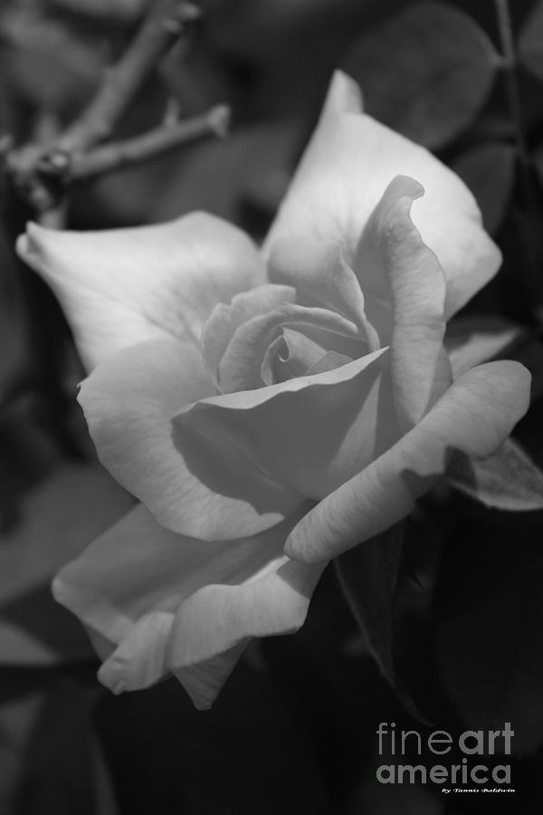 Lovely Rose Photograph by Tannis  Baldwin