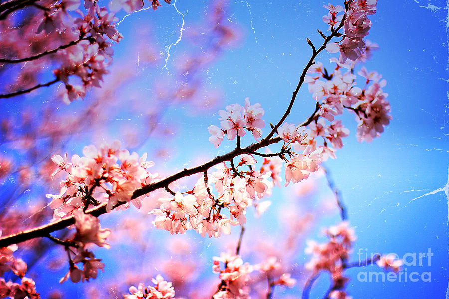 Lovely Soft Pink Cherry Blossoms and Blue Sky Photograph by Beverly Claire Kaiya