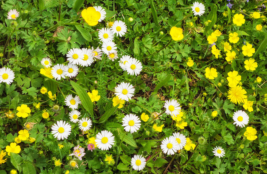 Flower Photograph - Lovely spring meadow with yellow flowers and white daisies by Matthias Hauser