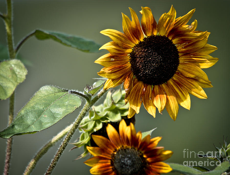 Lovely Sunflowers Photograph by Cheryl Baxter