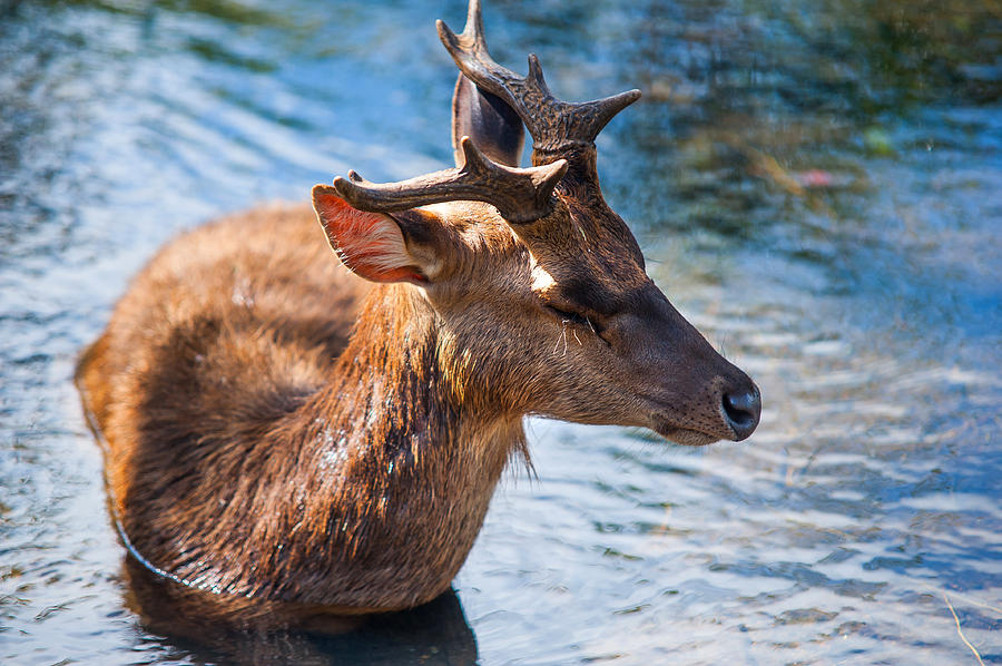 Lovely Time in Water 2. Male Deer in the Pampelmousse Botanical Garden. Mauritius Photograph by Jenny Rainbow
