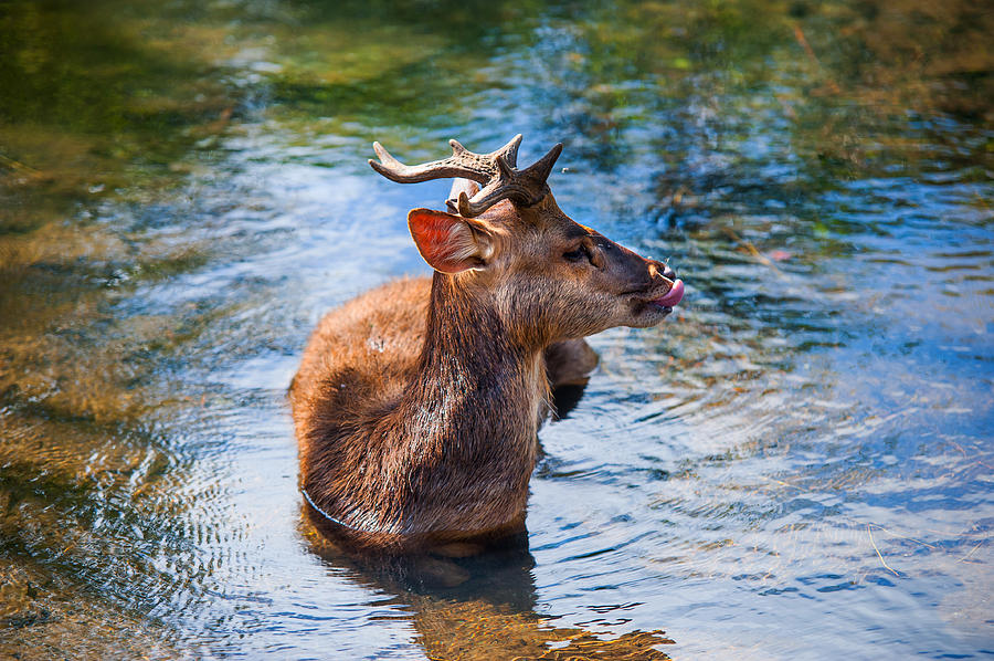 Nature Photograph - Lovely Time in Water.  Male Deer in the Pampelmousse Botanical Garden. Mauritius by Jenny Rainbow