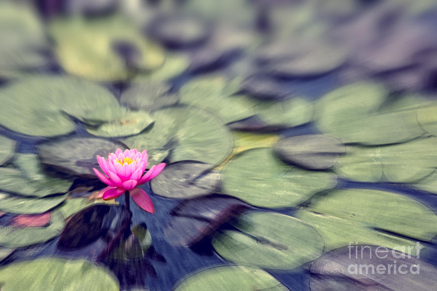 Lovely Tranquil Pink Water Lily on Painterly Pond Digital Art by Beverly Claire Kaiya