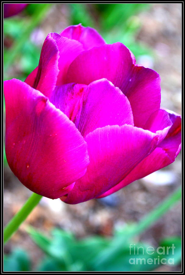 Tulip Lovely in Magenta Photograph by Dora Sofia Caputo
