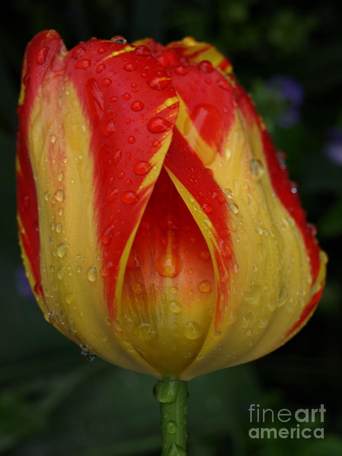 Lovely Tulip Photograph by Jacklyn Duryea Fraizer