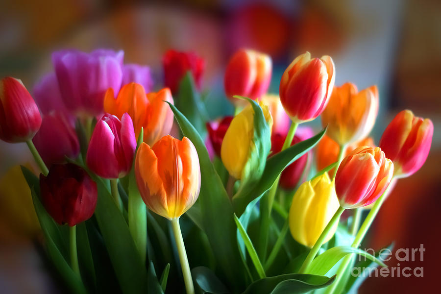 Lovely Tulips Photograph by Lutz Baar