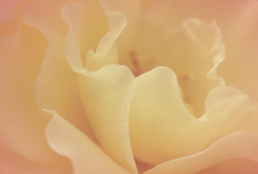 Rose Photograph - Lovely Warmth by The Art Of Marilyn Ridoutt-Greene