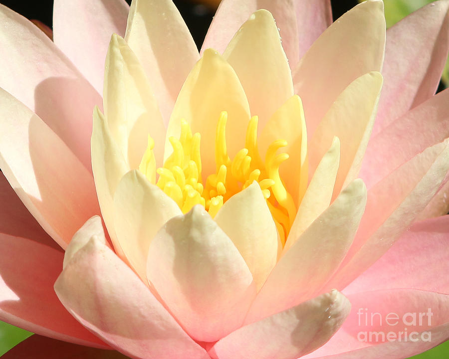Lovely Water Lily Photograph by Anita Oakley