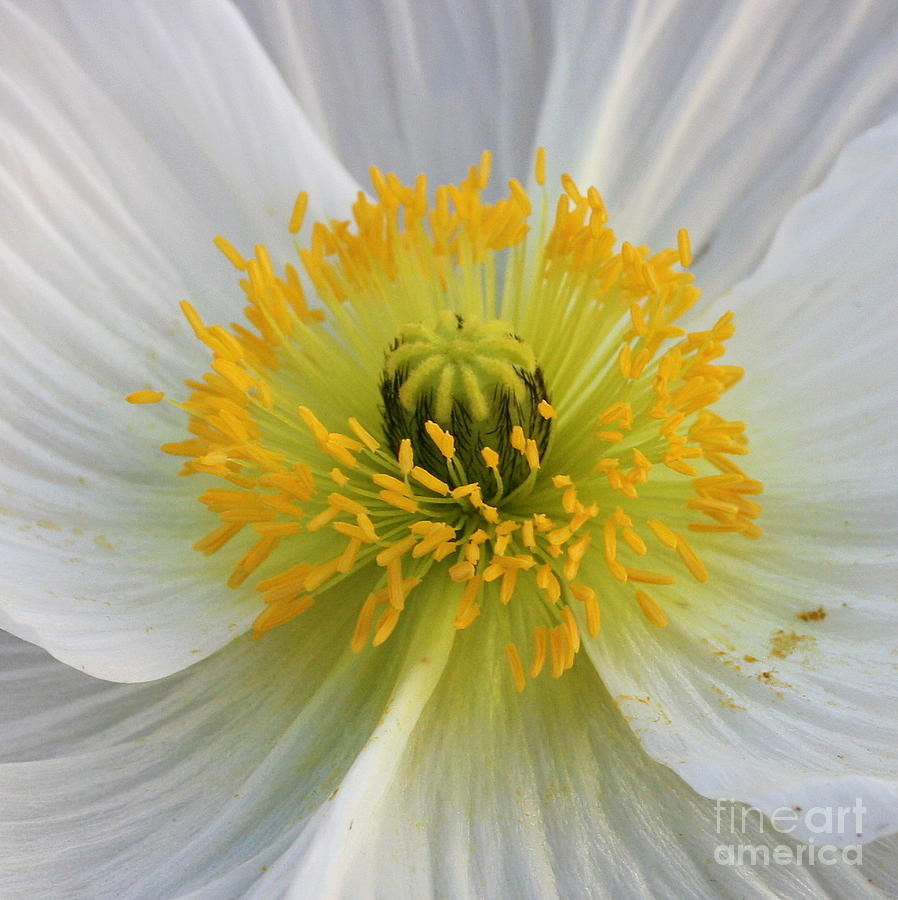 Lovely White Flower Square Photograph by Carol Groenen