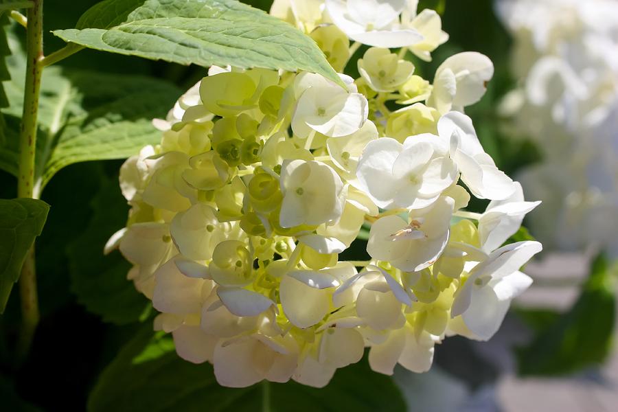 Flower Photograph - Lovely White Hydrangea by Cynthia Woods