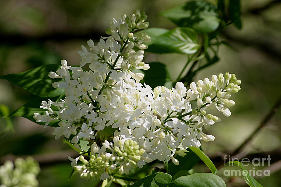 Lovely White Lilac Photograph by Living Color Photography Lorraine Lynch