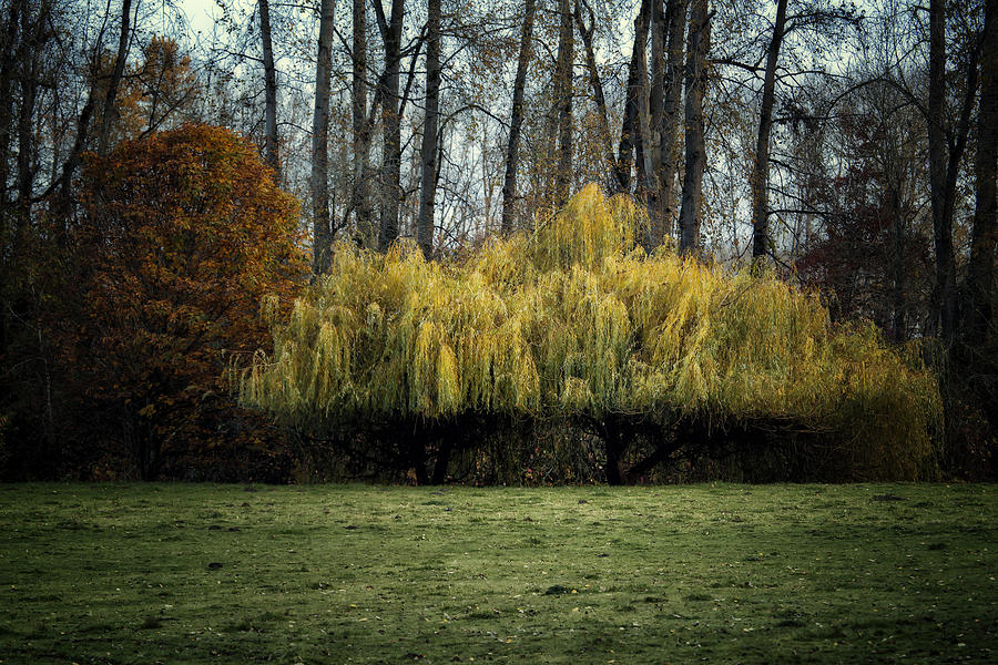 Lovely Willow Photograph by Belinda Greb
