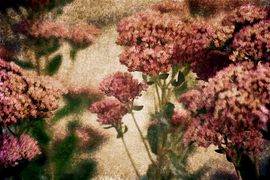 Lovely Yarrow Photograph by Bonnie Bruno