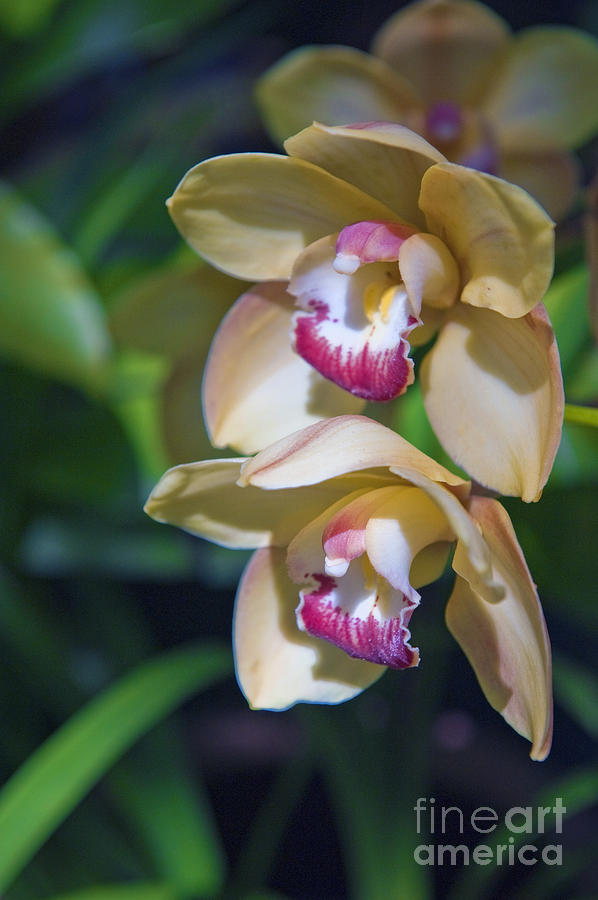 Lovely Yellow Pink Orchid  Photograph by David Zanzinger