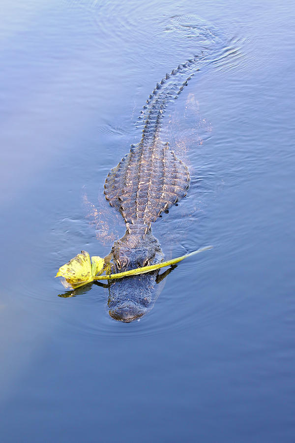 Lover Boy Alligator  Photograph by Rudy Umans