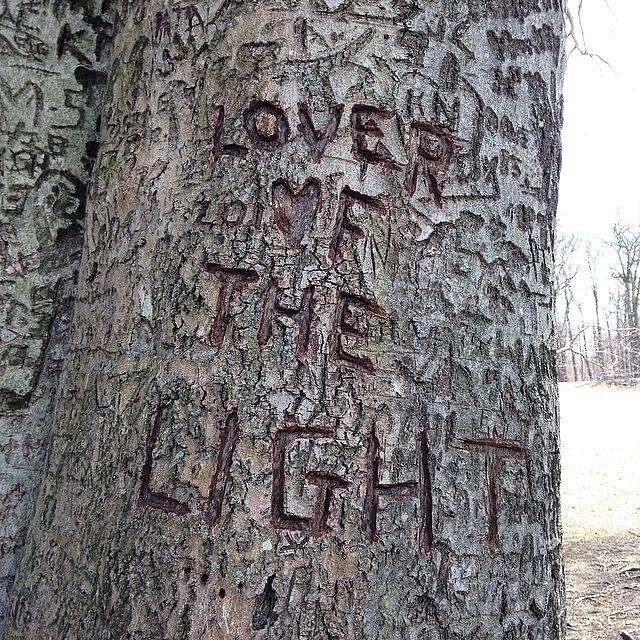 Caumsett Photograph - Lover Of Light #treecarving At by Jordan Napolitano