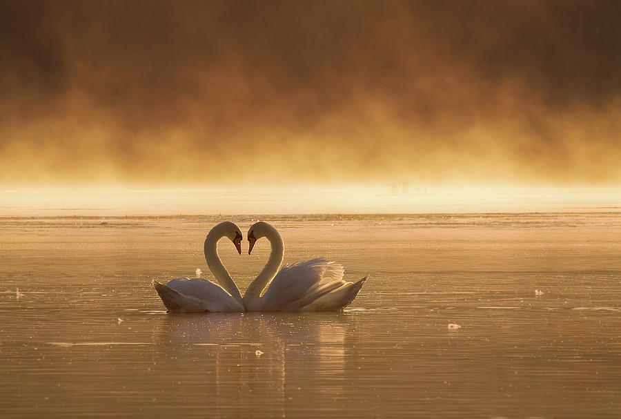 Lovers Photograph by Fproject - Przemyslaw Lovers Photograph by Fproject - Przemyslaw