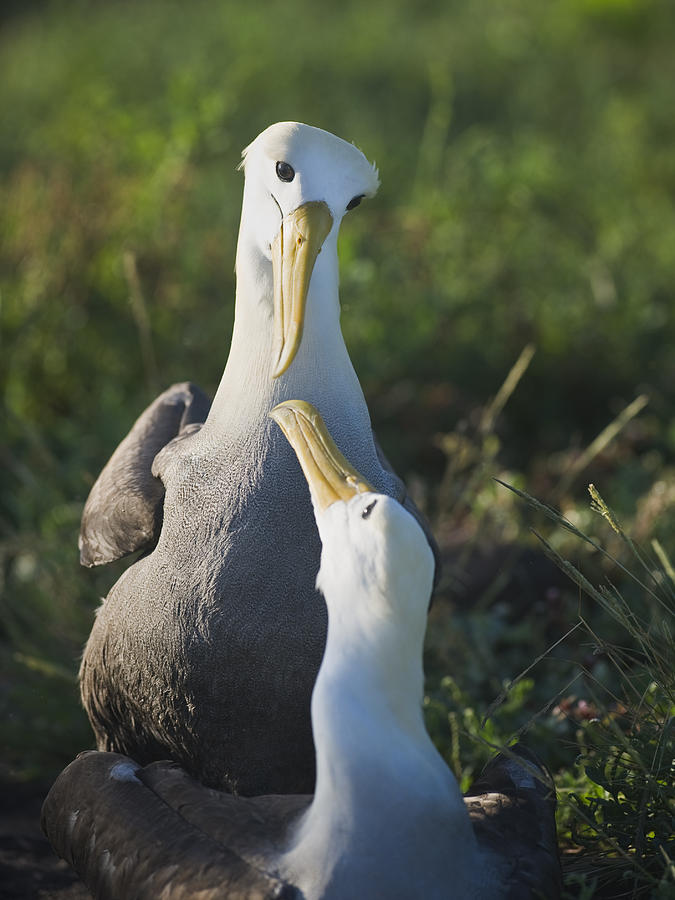 Waved Albatross Photograph - Lovers gaze at each other by Richard Berry
