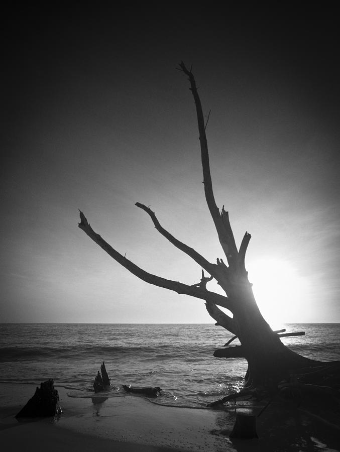 Lovers Key Driftwood Photograph by Bradley R Youngberg