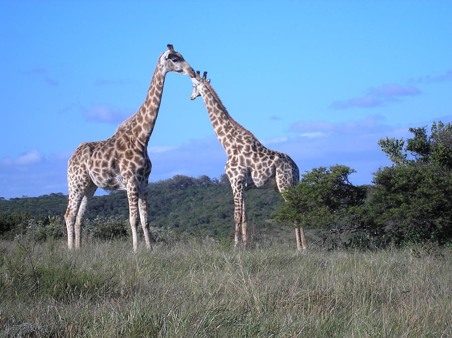 Lovers on safari Photograph by Karen Jane Jones