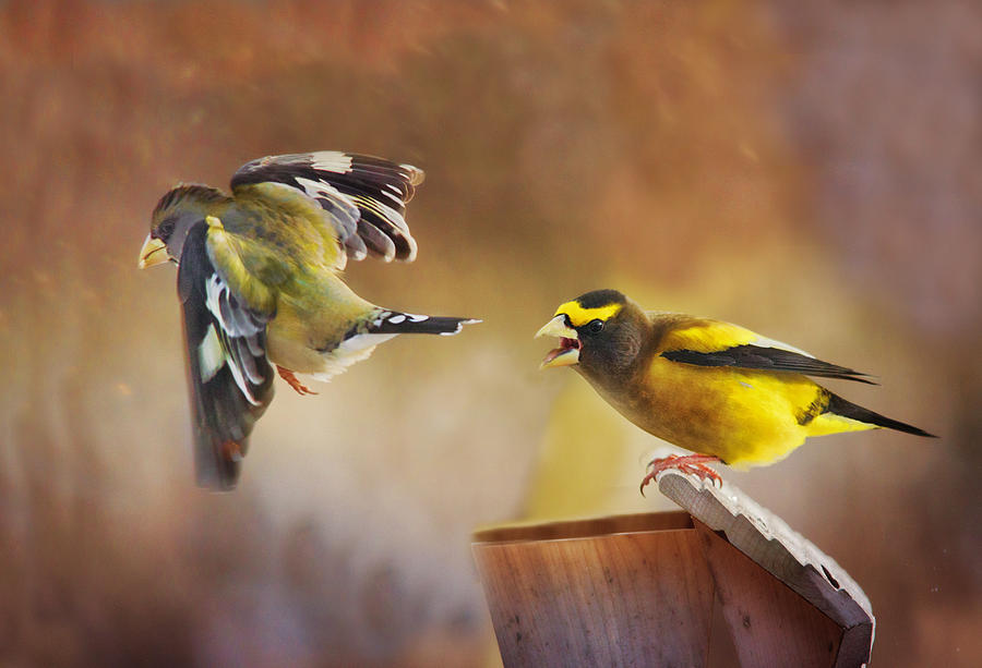 Lovers Quarrel Photograph by Sue Capuano