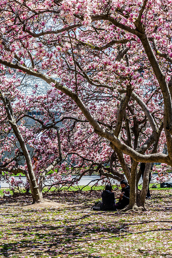 Central Park Photograph - Lovers Under the Blossoms by Nicholas Santasier