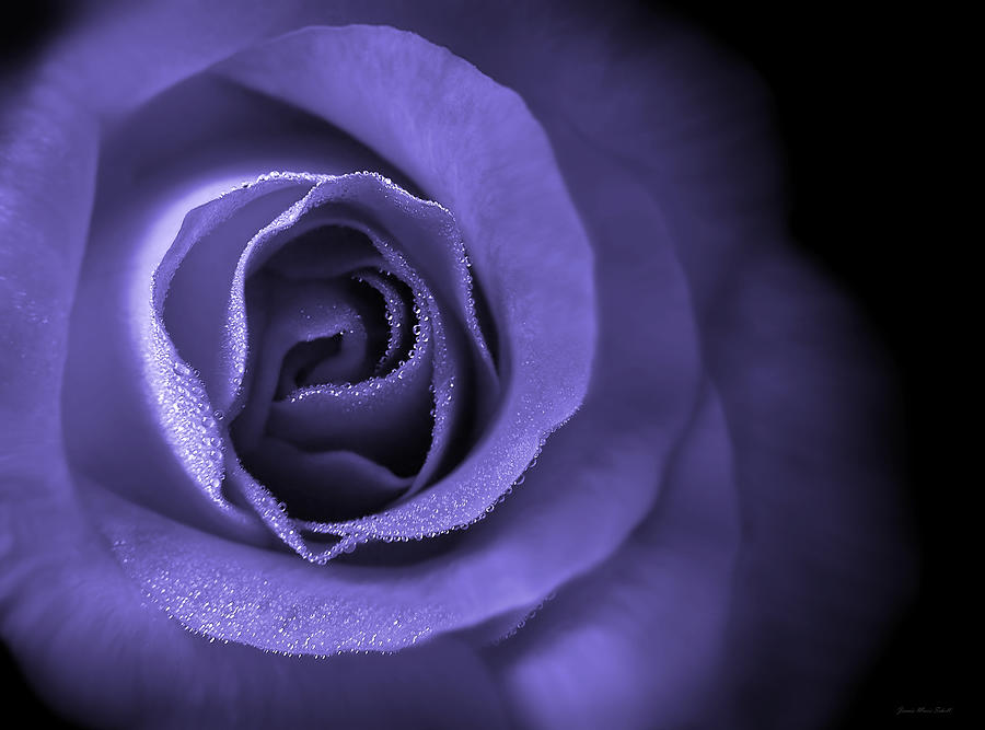 Summer Photograph - Loves Eternal Lavender Rose by Jennie Marie Schell