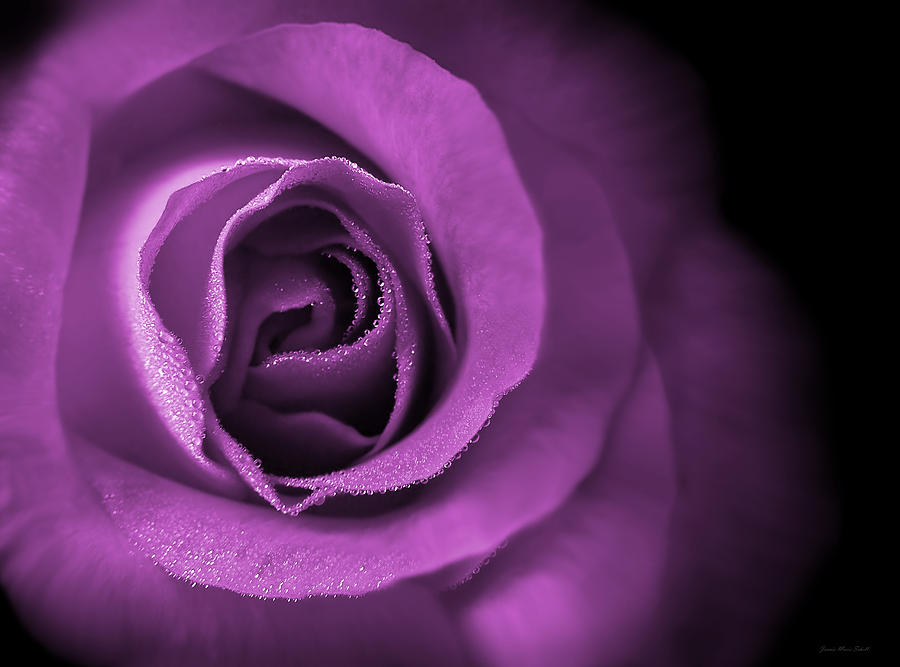 Rose Photograph - Loves Eternal Violet Rose by Jennie Marie Schell