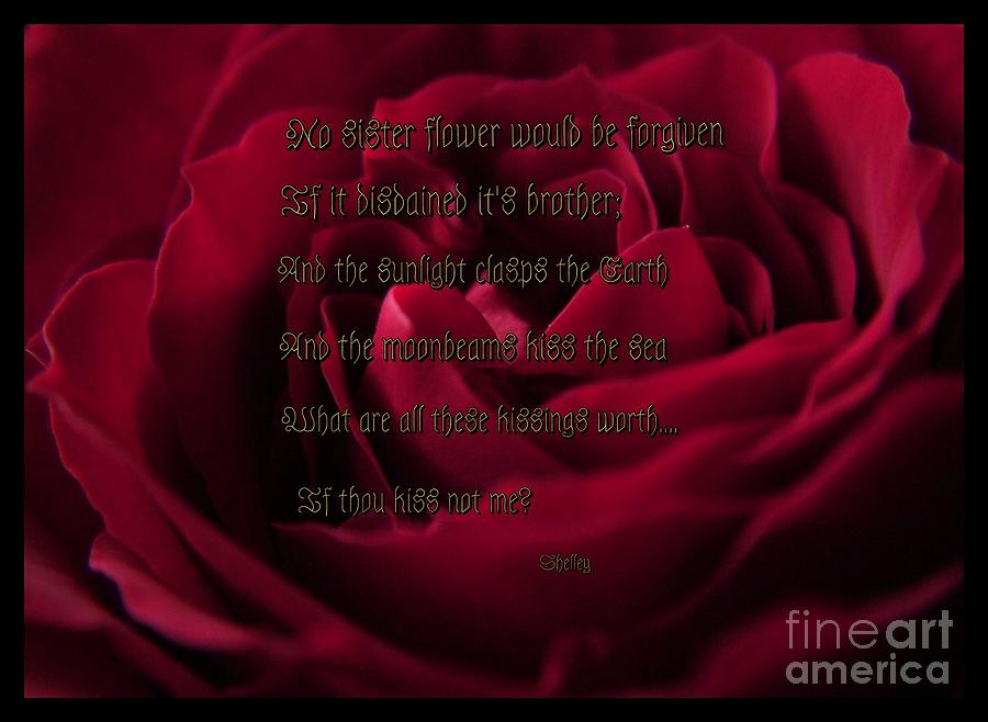 Valentines Day Photograph - Loves Philosophy Rose by Joan-Violet Stretch