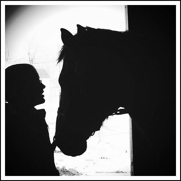 Horse Photograph - Loves Sillouette by Sarah Watson