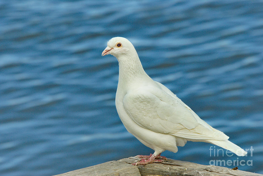 Dove Photograph - Lovey Dovey by Andrea Kollo