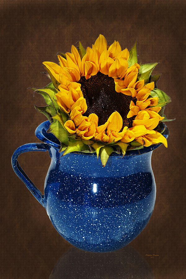 Loving A Sunflower Photograph by Phyllis Denton