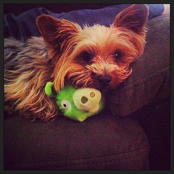 Yorkie Photograph - Loving His Angry Bird Toy💚 by Vanessa Aguilar 
